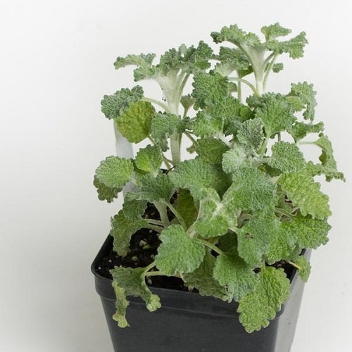Herbs That Grow From Division 3