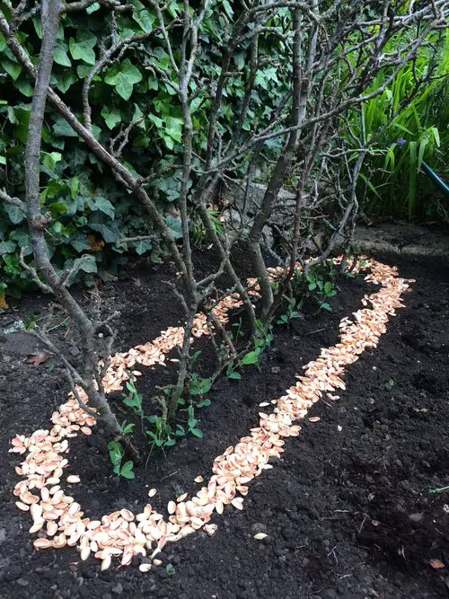 Uses of Pistachio Shells in the Garden 2
