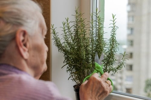 Secrets To Grow Fuller and Bushier Rosemary 3