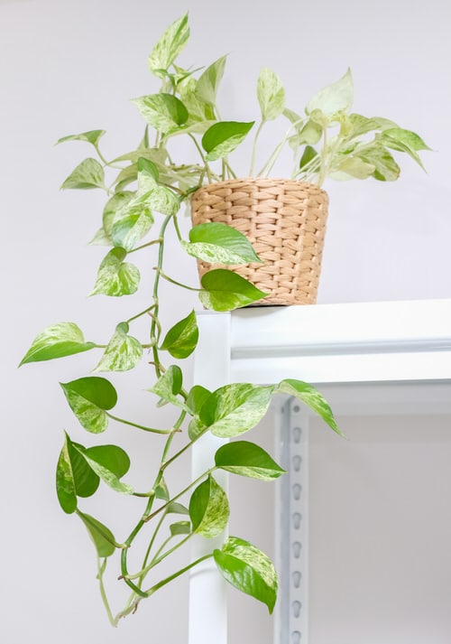 Houseplants for Healthy Lungs 2