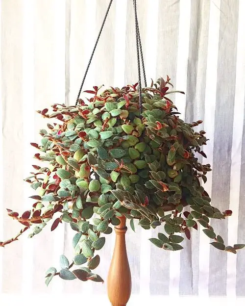 Amazing Cool Indoor Vines and Climbers People Usually Don't Grow