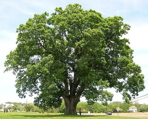 Types of Oak Trees 15