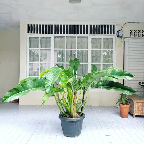Indoor Plants with a Banana Tree Aesthetic