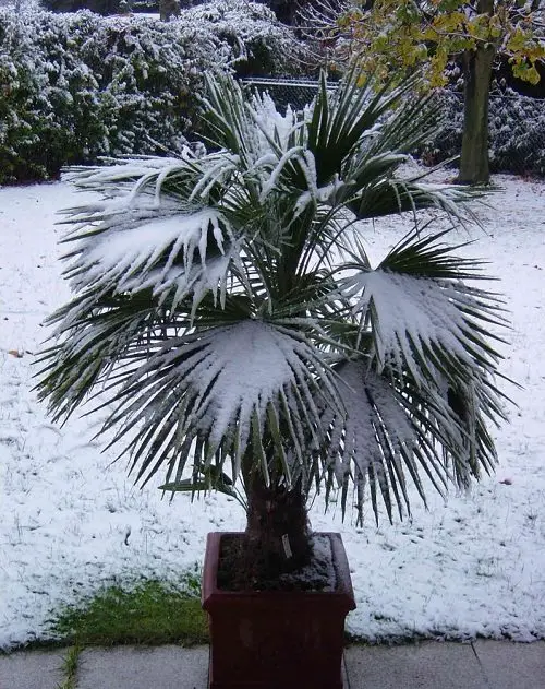 Most Cold Tolerant Palm Trees 3