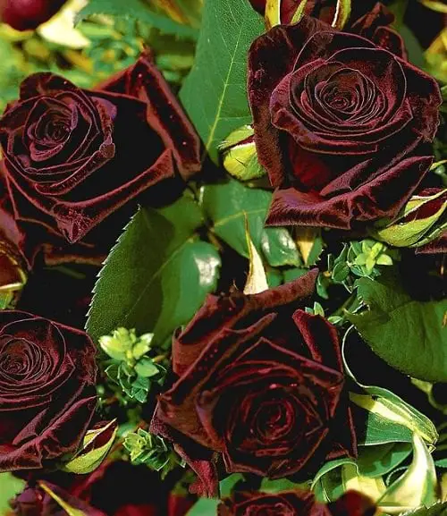 Black Rose Types, Varieties, and Significance