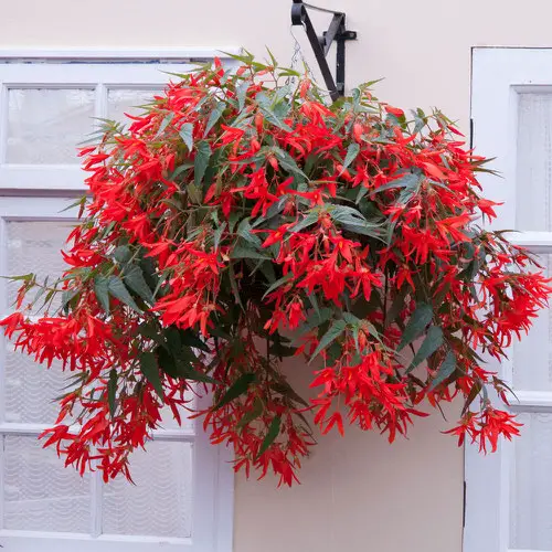 hanging Top Flowers for Direct Sunlight