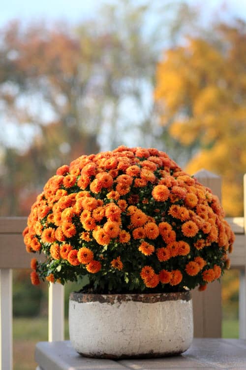 Sunflower-Resembling Flowers 4