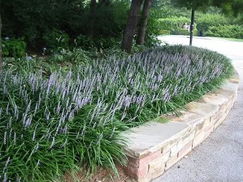 Shade Loving Ground Covers 3