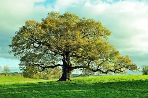 Types of Oak Trees 2