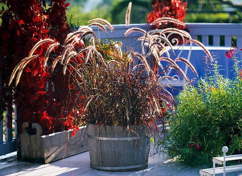 Plants that Can Handle Drought 1