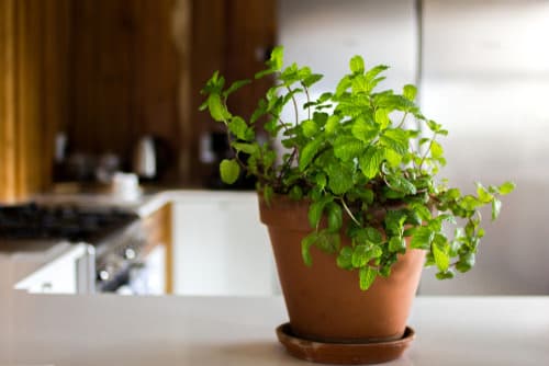 Herbs that Grow from Division 44