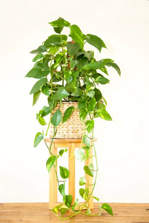 Houseplants to Keep Your House Cool During Summer 4