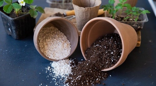 How to Make Arrowhead Plant Bushier and Full 3
