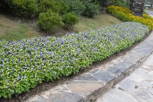 Groundcovers With Purple Flowers 3