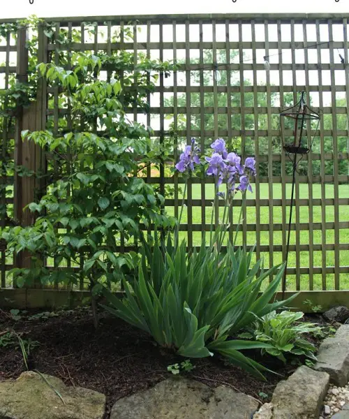 Wooden Lattice Panels