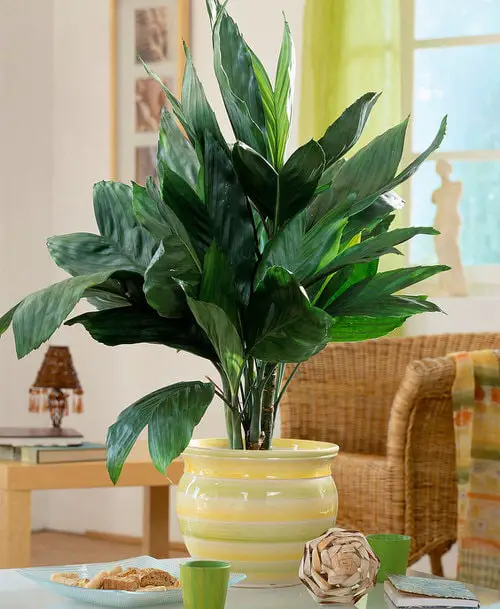 Indoor Low Light Palms Without Sunlight Requirement