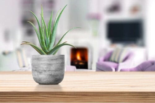 Houseplants for Healthy Lungs indoor