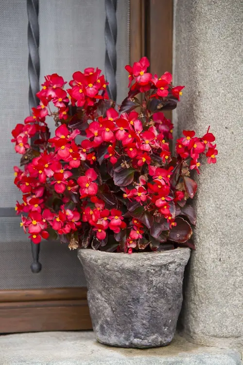 Best Outdoor Indirect Sunlight Plants for Containers