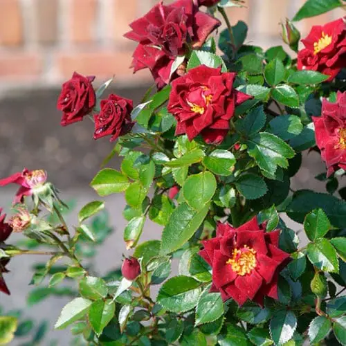 Black Rose Types