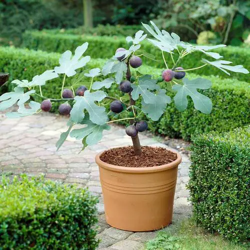 Fruit Plants That Bear Fruit Fast 3