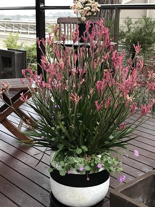 Plants that Can Handle Drought 2