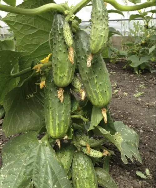 Pickling Cucumber Varieties 2