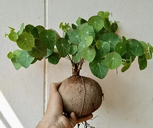 beautiful Cool Indoor Vines and Climbers People Usually Don't Grow
