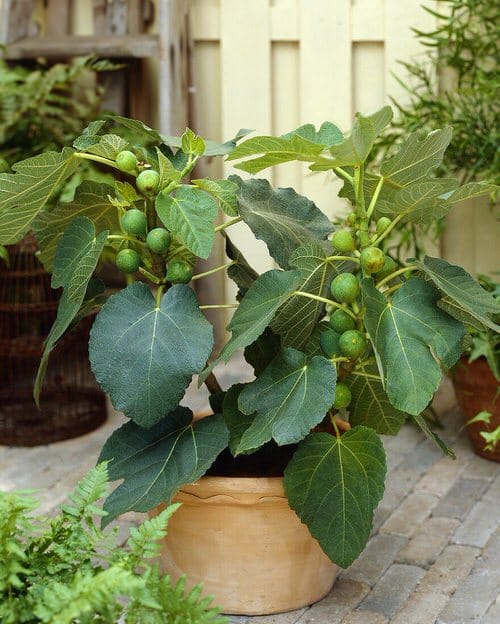 NC-Growing Fruit Trees