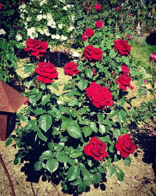 Black Rose Types, Varieties