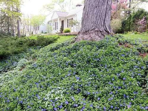 Shade Loving Ground Covers 4