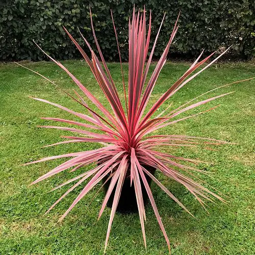 Red Ornamental Grasses 4