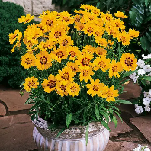 Flowers That Look Like Sunflower 6
