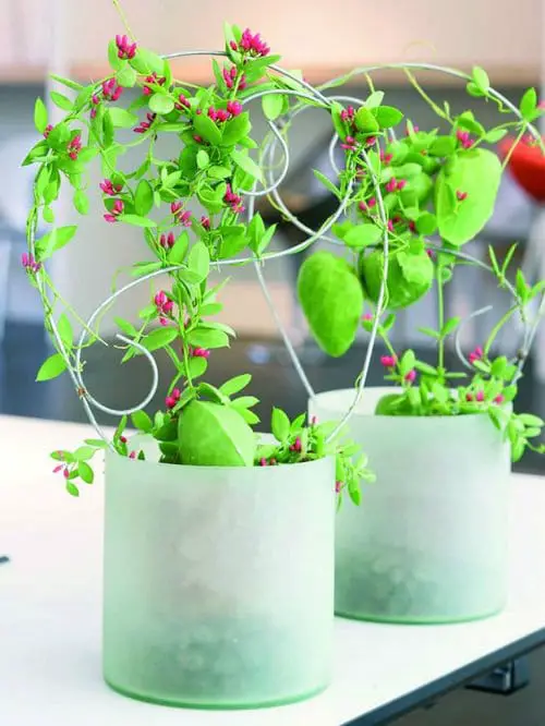 Cool Indoor Vines People Usually Don't Grow 