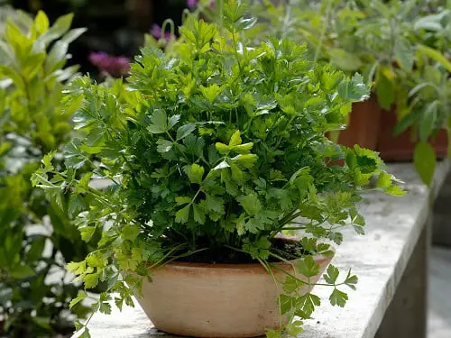 Herbs that Grow from Division 55