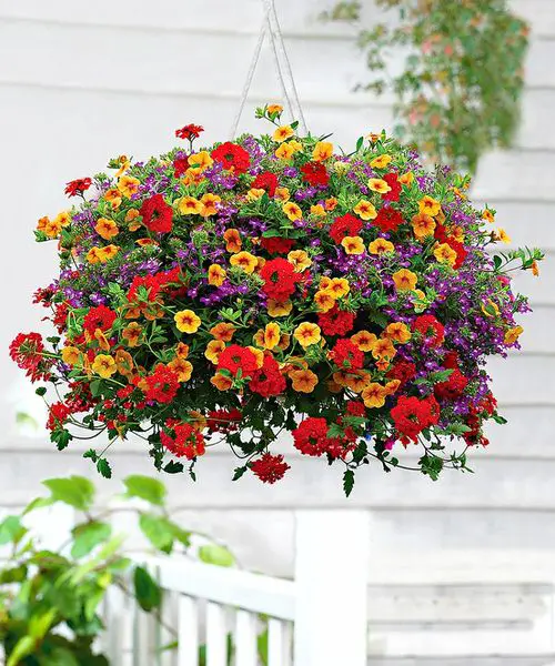 best Top Flowers for Direct Sunlight