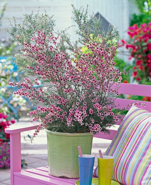 Plants that Can Handle Drought 4