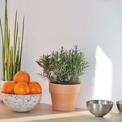 top Plants that Help in Hair Growth