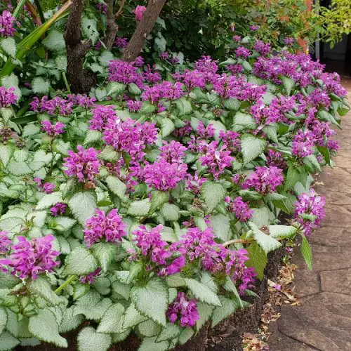 Groundcovers With Purple Flowers 4