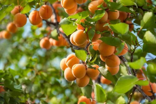 Fruit Plants That Bear Fruit Fast 4