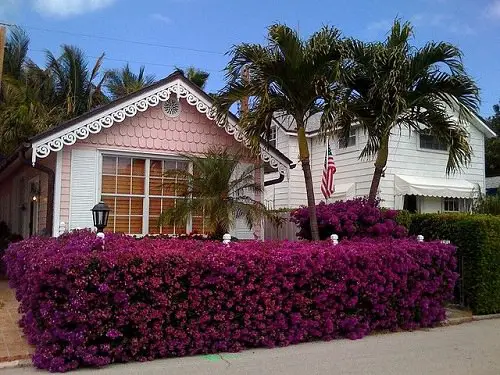 Flower Hedge Plants in garden 34