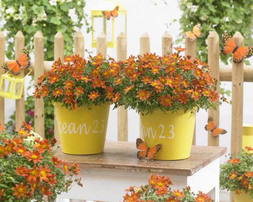 Top Flowers for Direct Sunlight in pot