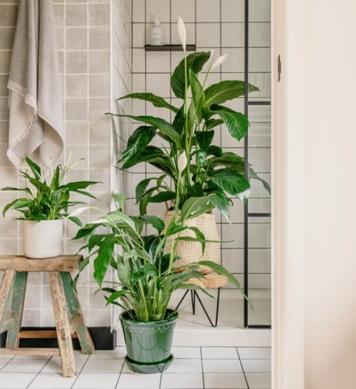 Houseplants for Healthy Lungs