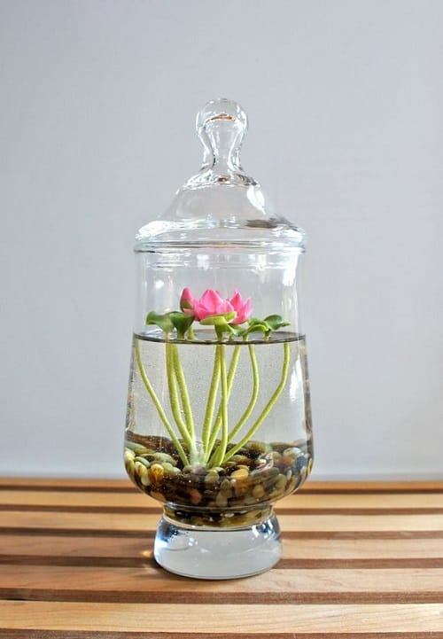 Perry's Baby Red flower in pond