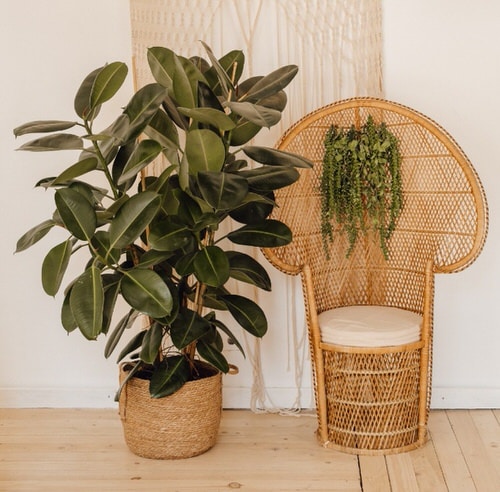 Houseplants for Healthy Lungs 4