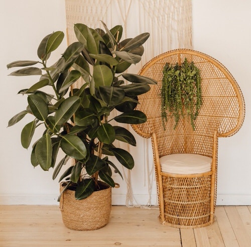 beautiful Houseplants for Healthy Lungs