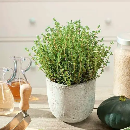 Best Windowsill Herbs 4