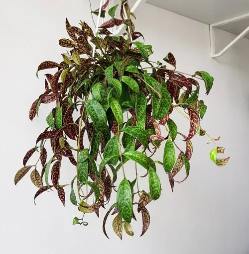 Amazing Indoor Climbers & Vines That Most People Don't Grow