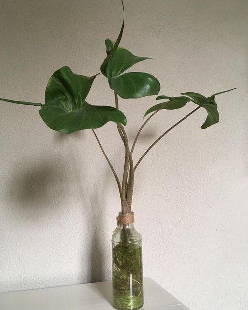 Different Alocasias in Water