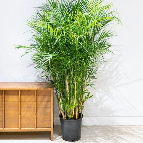 lovely Houseplants for Healthy Lungs