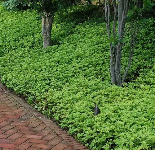 Shade Loving Ground Covers 5